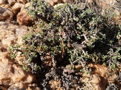 Pelargonium xerophyton