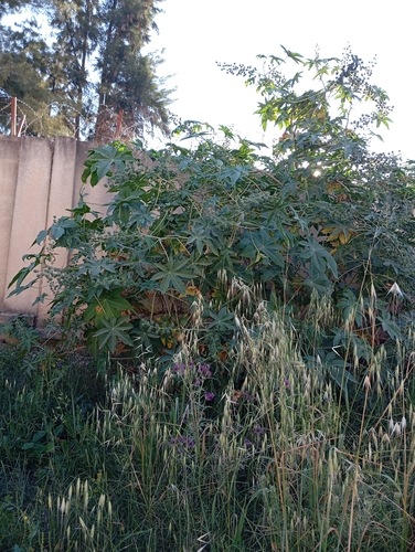 castor bean