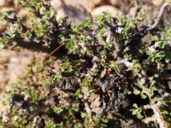 Pelargonium xerophyton
