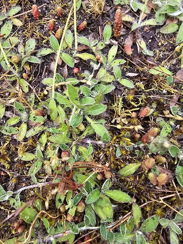 mouse-eared hawkweed