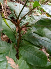 Cupania americana