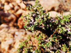 Pelargonium xerophyton