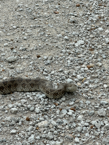 Prairie Kingsnake