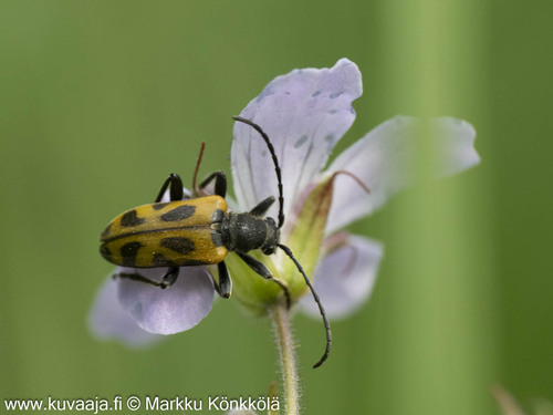 Brachyta interrogationis