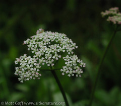 Ligusticum scothicum