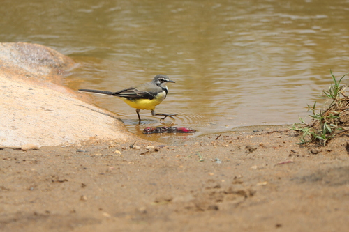 Madagascar Wagtail (Motacilla flaviventris), photo 10
