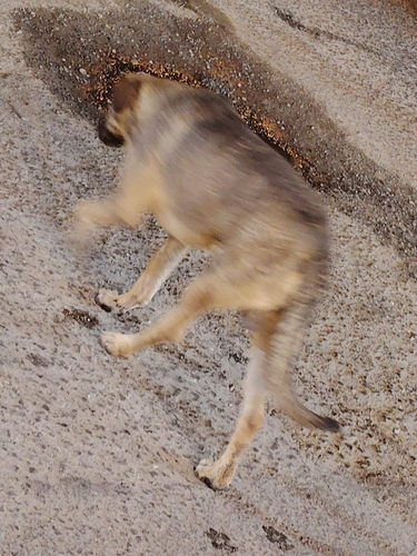Domestic Dog