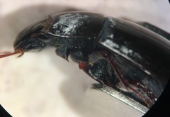 Hydrobiomorpha casta