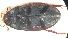 Hydrobiomorpha casta
