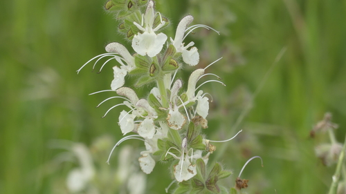 Salvia austriaca, 2026-06-03