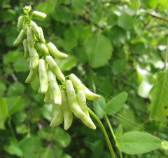 Vicia pisiformis
