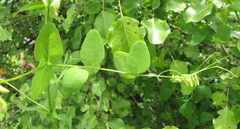 Vicia pisiformis
