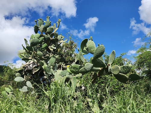 Opuntia ficus-indica observed 2026-06-01