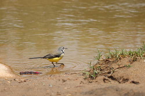 Madagascar Wagtail (Motacilla flaviventris), photo 8