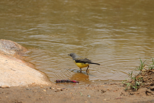 Madagascar Wagtail (Motacilla flaviventris), photo 9