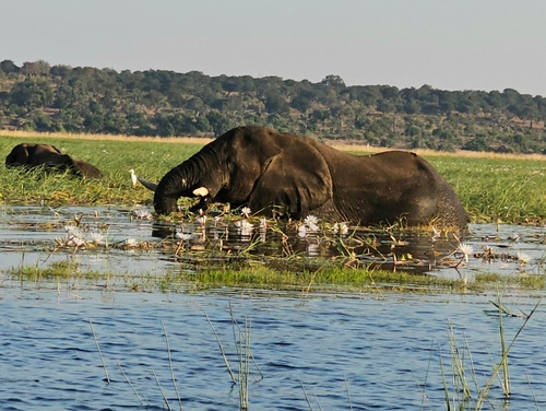 African Savanna Elephant