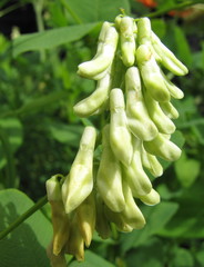 Vicia pisiformis