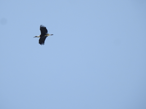 iNaturalist image