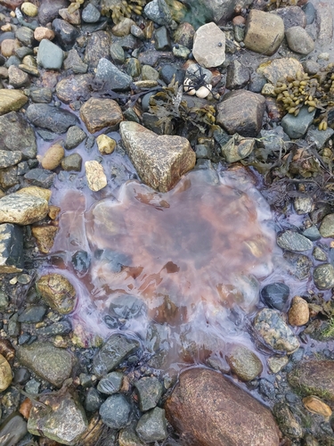 Lion's Mane Jelly