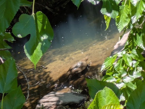 Common Snapping Turtle