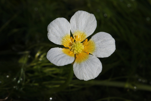 Ranunculus nipponicus iNat (3)