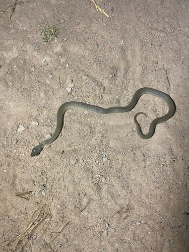 Red-lipped Snake