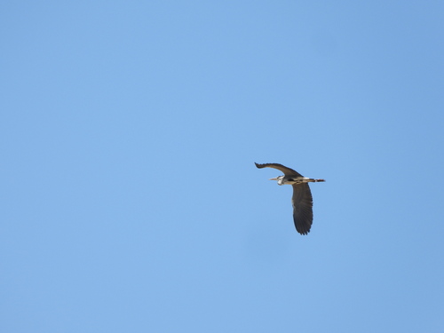 Grey Heron