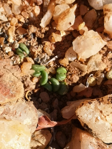 Adromischus nanus