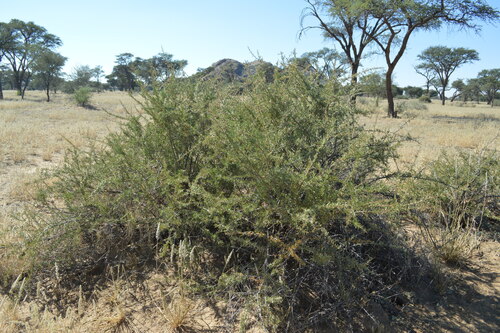 brittle thorn