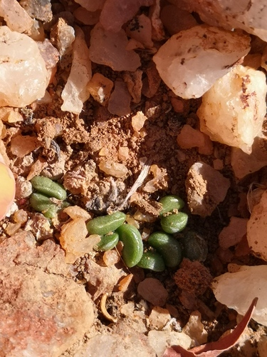 Adromischus nanus