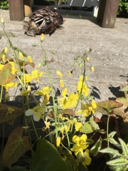 Epimedium