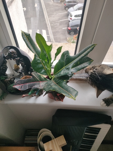 Variegated Croton