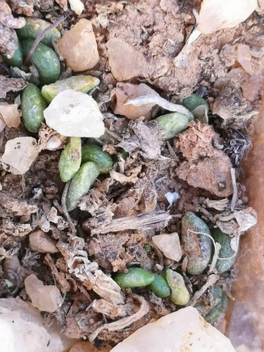 Adromischus nanus