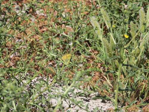 Clouded Yellow