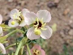 Chylismia claviformis