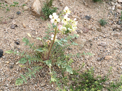 Chylismia claviformis