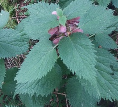 Lamium orvala