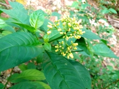 Palicourea pubescens