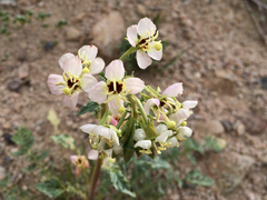 Chylismia claviformis