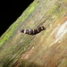 Diversibipalium sexcinctum - Photo (c) Kai Squires, some rights reserved (CC BY), uploaded by Kai Squires