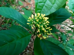 Palicourea pubescens