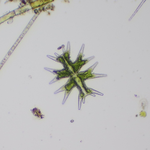 Micrasterias mahabuleshwarensis var. mahabuleshwarensis