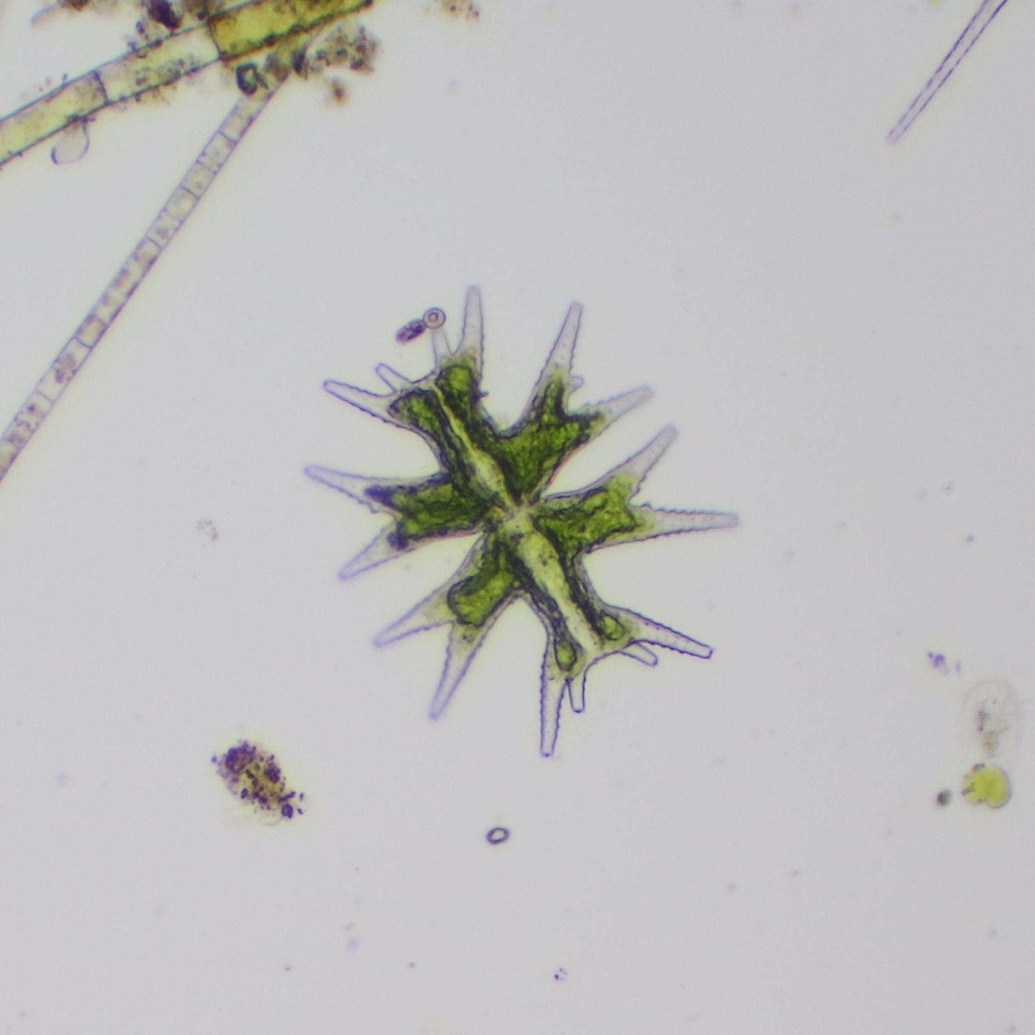 Micrasterias mahabuleshwarensis var. mahabuleshwarensis