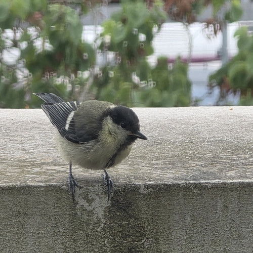 Great Tit