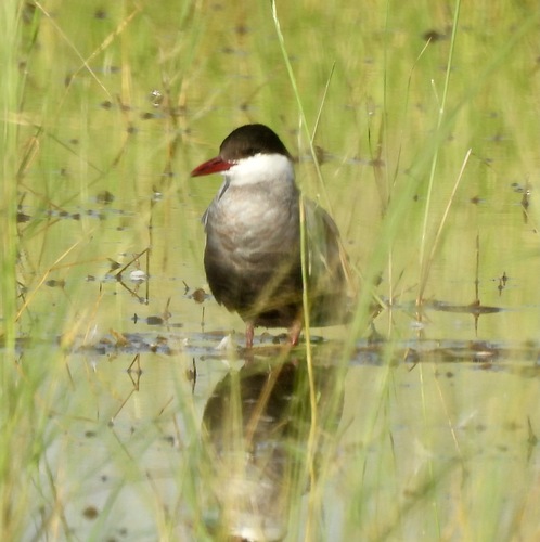 iNaturalist image