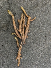 Splachnidium rugosum