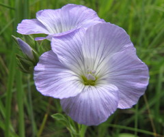 Linum hirsutum