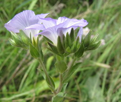 Linum hirsutum