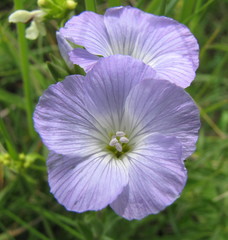Linum hirsutum