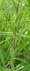 Linum hirsutum